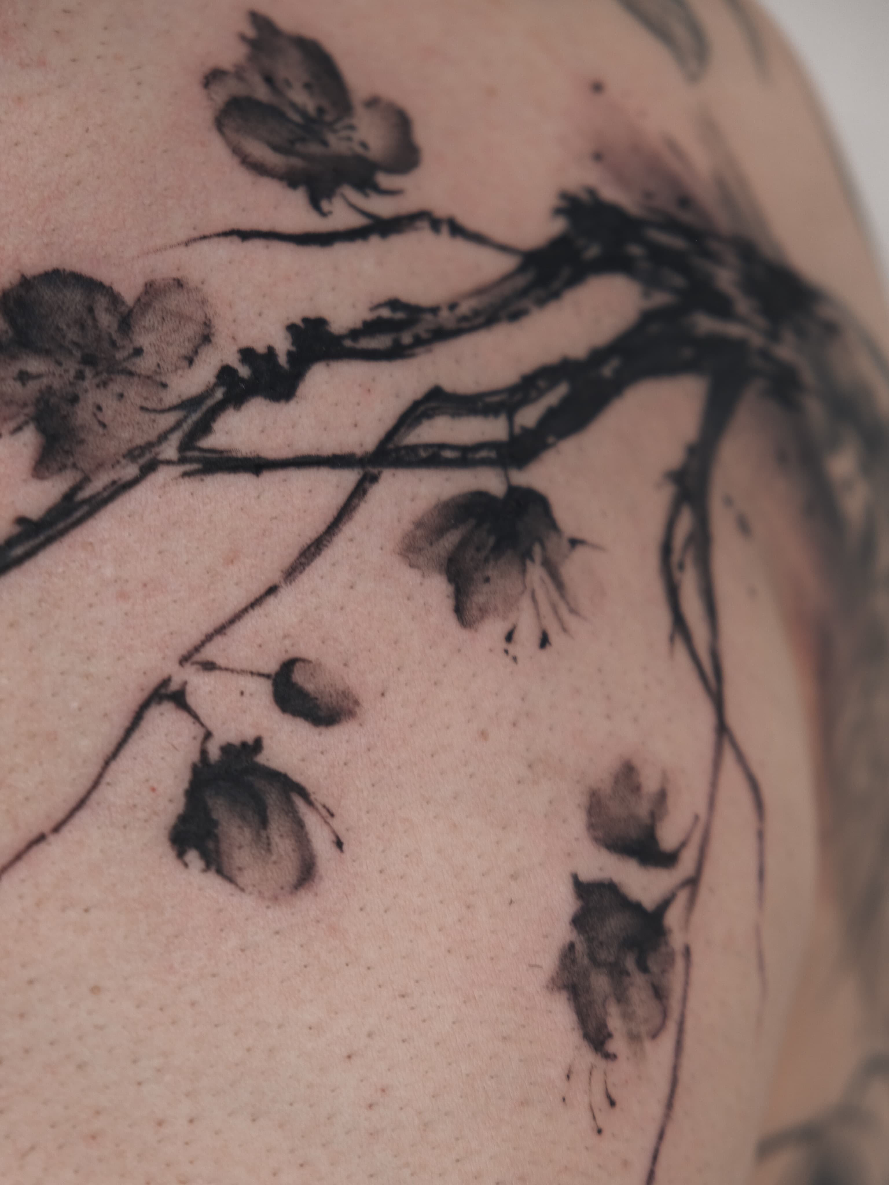 Sakura. Freehand.